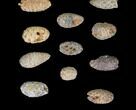 Lot: Fossil Seed Cones (Or Aggregate Fruits) - Pieces #148850-2